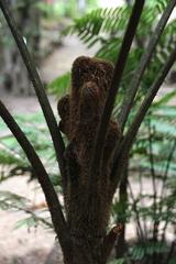 Cyathea cuspidata