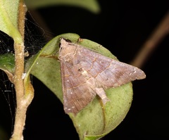 Acidon paradoxa