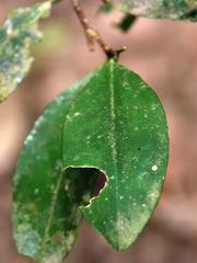 Erythroxylum coca