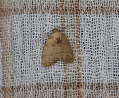 Anachrostis