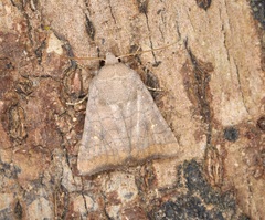 Athetis stellulata