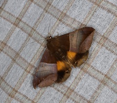Bastilla fulvotaenia