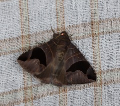 Bastilla joviana
