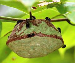 Brachygastra scutellaris