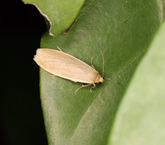 Danielithosia immaculata