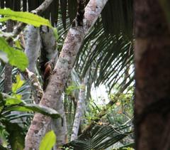 Xiphorhynchus guttatus