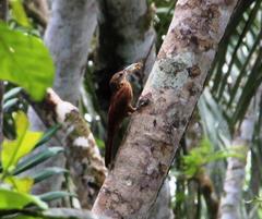 Xiphorhynchus guttatus