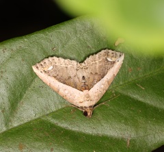 Eugnathia lunifera
