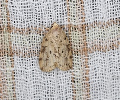 Giaura multipunctata