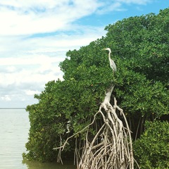 Ardea herodias occidentalis × wardi