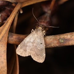 Hydrillodes abavalis