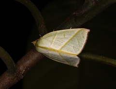 Hylophilodes tsukusensis