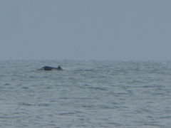 Berardius arnuxii