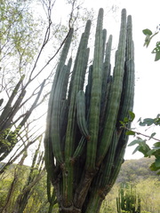 Stenocereus montanus