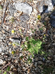 Simsia foetida