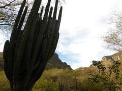 Stenocereus montanus