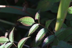 Rubus fraxinifolius