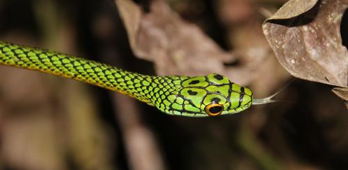 Black-skinned Parrot Snake