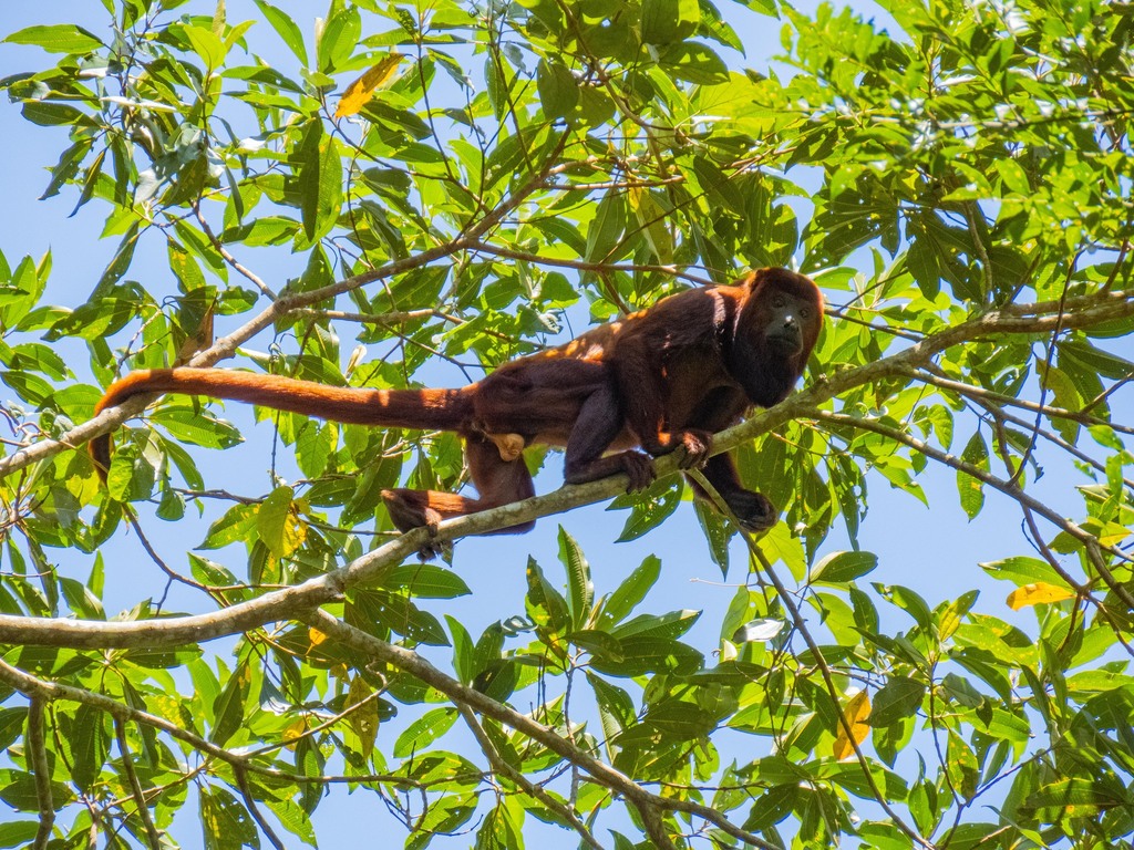 Mono Aullador rojo (DESCUBRIENDO EL MUNDO ANIMAL Vertebrados