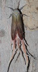 Pterodictya reticularis