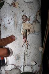 Pterodictya reticularis