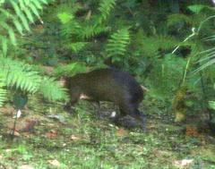 Dasyprocta variegata