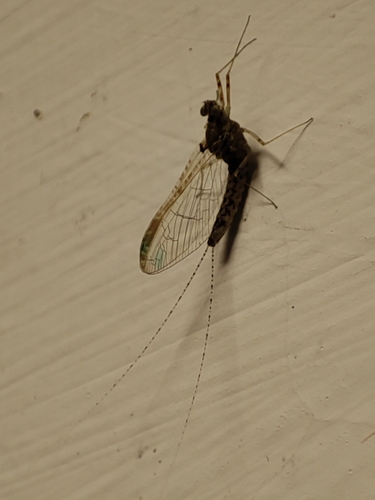 podenka dvojkrídla (Cloeon dipterum)
