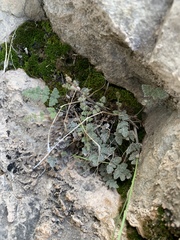 Myriopteris parryi image
