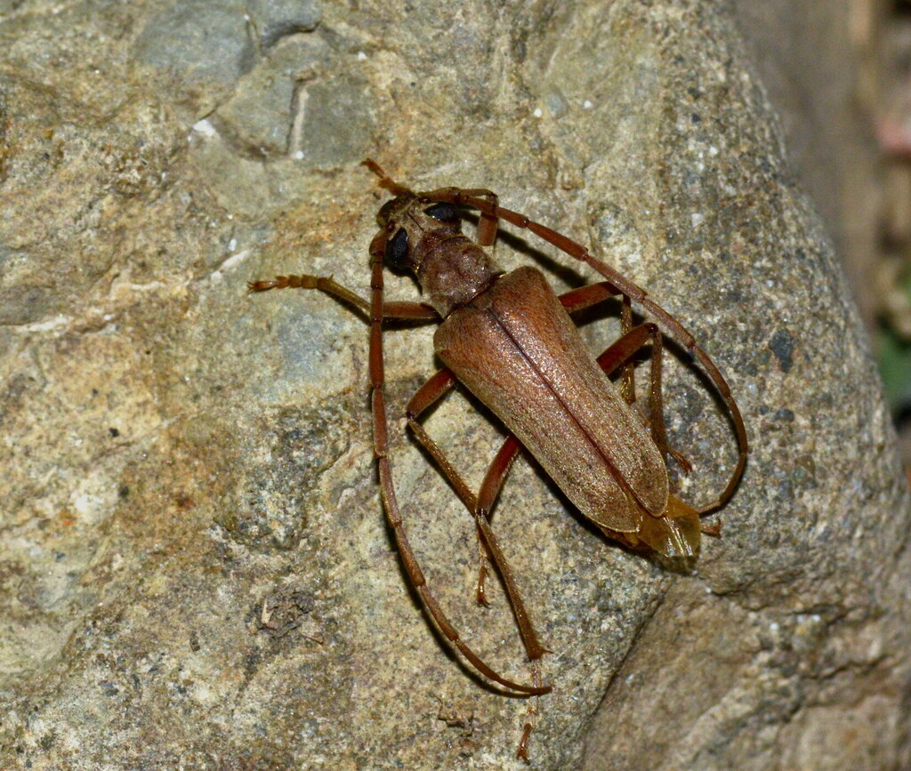 Apatophysis baeckmanniana