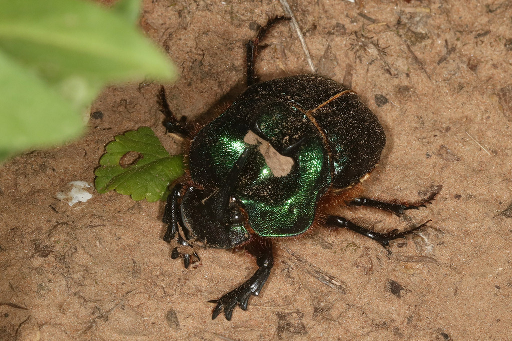 Coprophanaeus bonariensis
