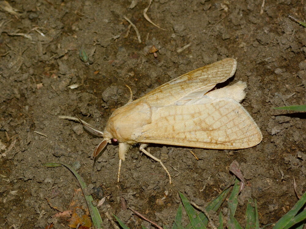Phragmacossia ariana