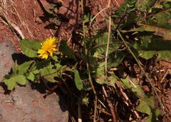 Taraxacum officinale