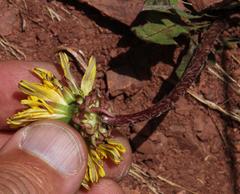 Taraxacum officinale