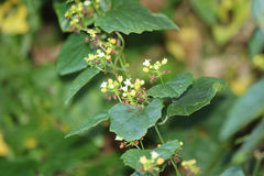 Zehneria