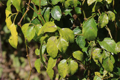 Causonis corniculata