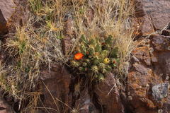 Cumulopuntia boliviana