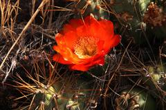 Cumulopuntia boliviana