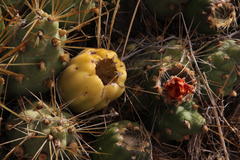 Cumulopuntia boliviana