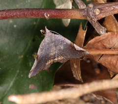 Pangrapta obscurata