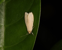 Paralithosia shaowuica