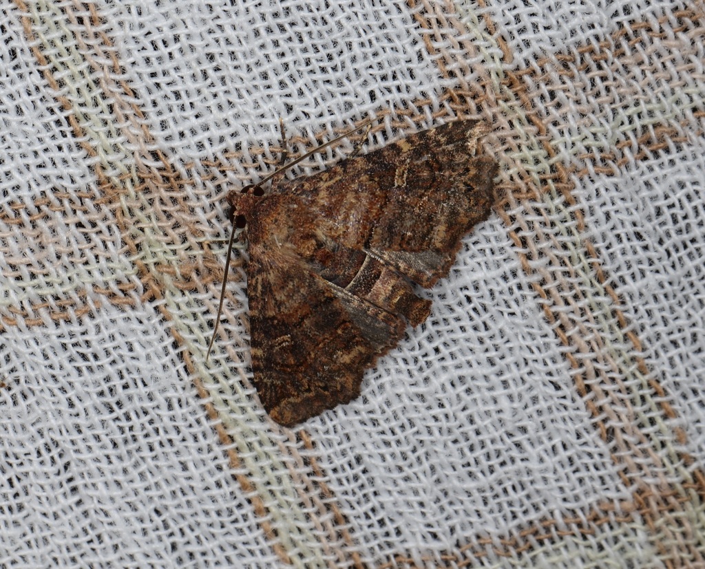 Targalla transversa