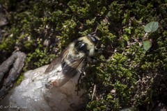 Criorhina