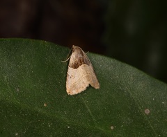 Rivula basalis