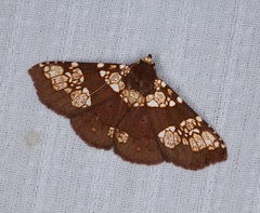 Saroba pustulifera