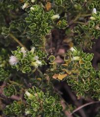 Baccharis tricuneata