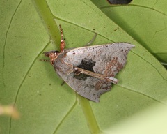 Hyperlopha compactilis