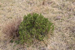 Baccharis tricuneata