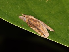 Lamprothripa scotia