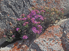 Oscularia cedarbergensis