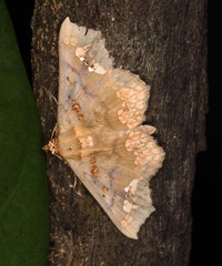 Lopharthrum comprimens